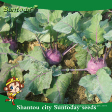 Suntoday netural purple vegetable F1 cultivation of agricultural Organic kolhrabi buying herloom seeds(A44001)